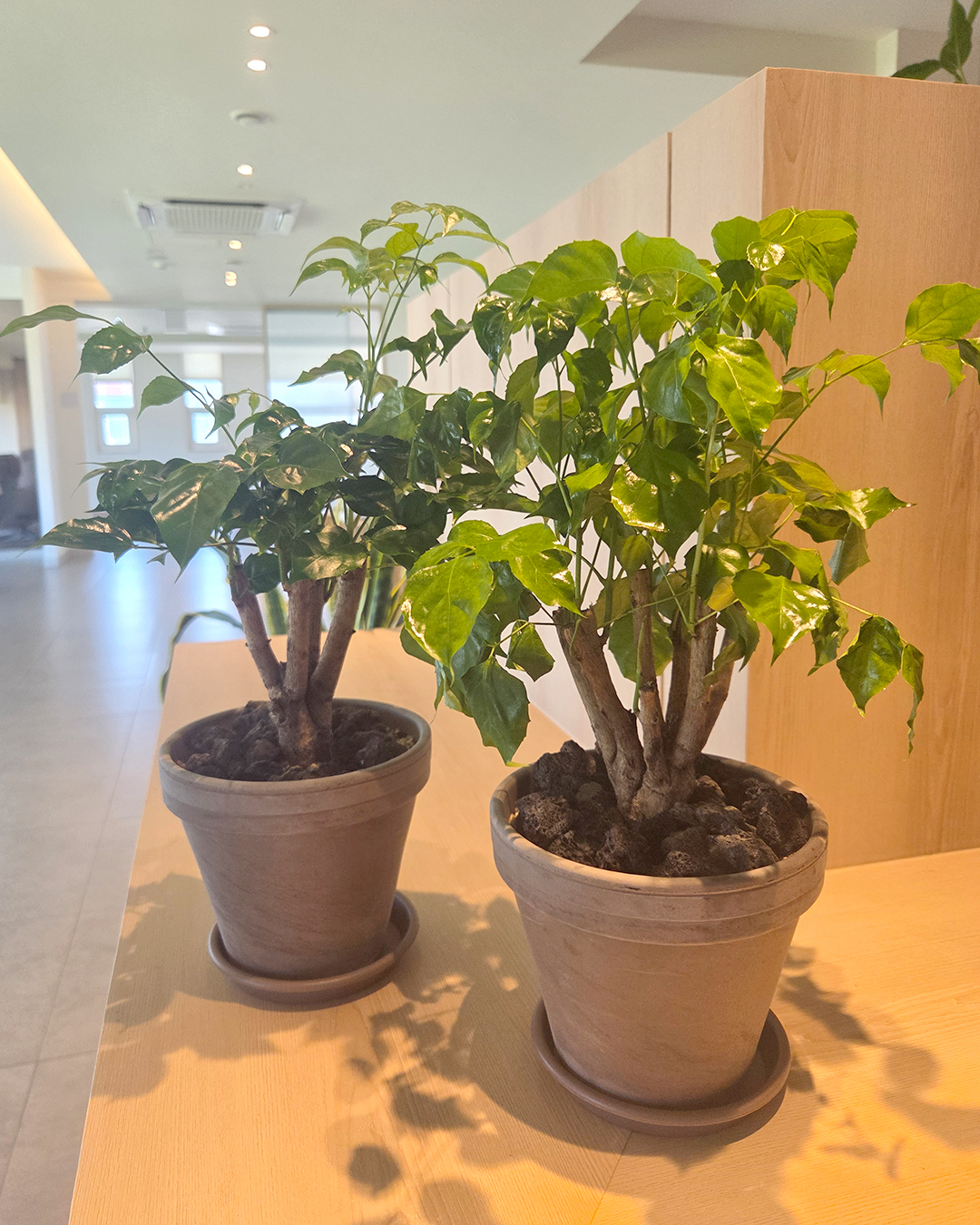 병원소식 이미지 4
